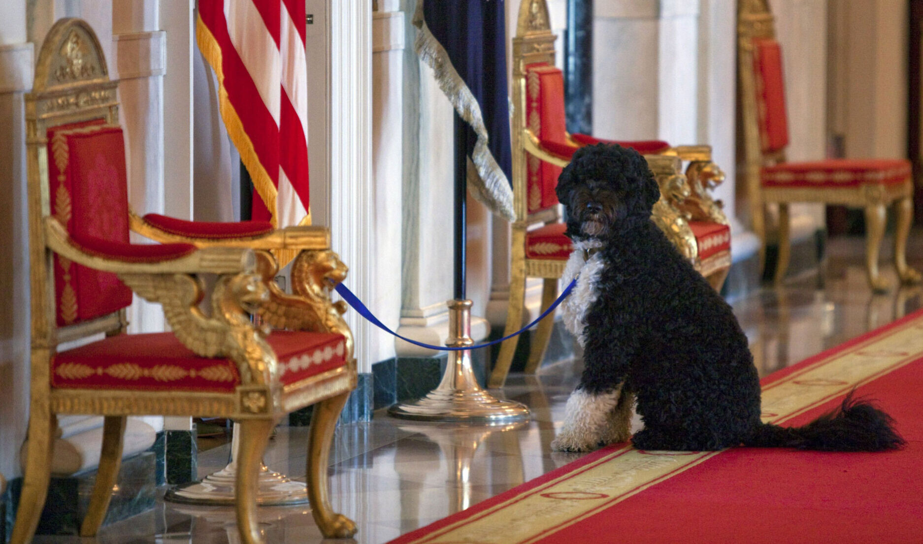 Obama Dog